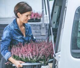 Frau lädt Blumen in kleinen Transporter 